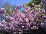 100417_八重桜.jpg