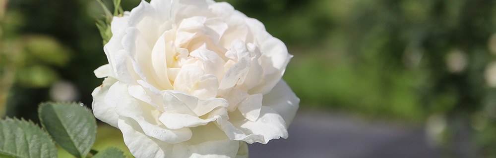 Development of Cosmetics Materials