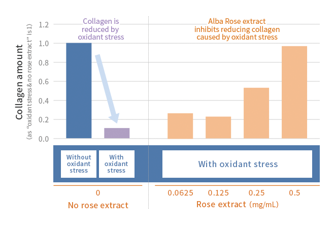 Inhibition effect of collagen degradation by oxidant stress